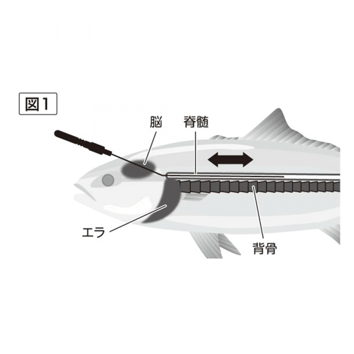 belmont IKEJIME PICK SHORT 160mm (PICK 50mm) : 28g MPｰ219
