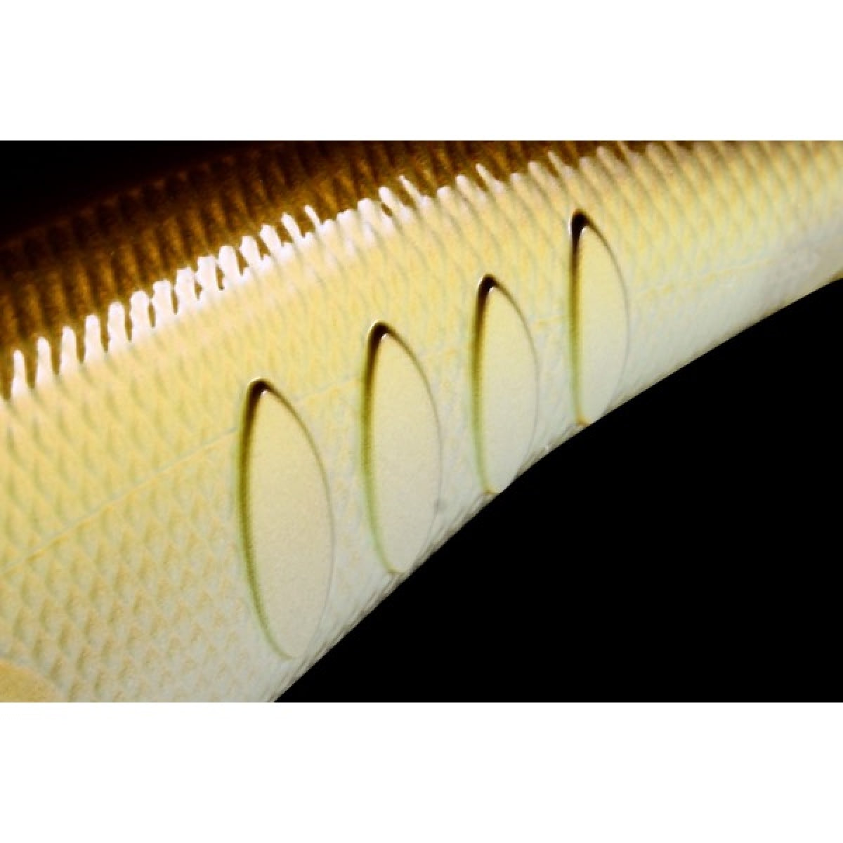 deps KORRIGAN MAGNUM 350 66mm : 18.6g Silent/DIVING range:3.5m #41 DOT TIGER