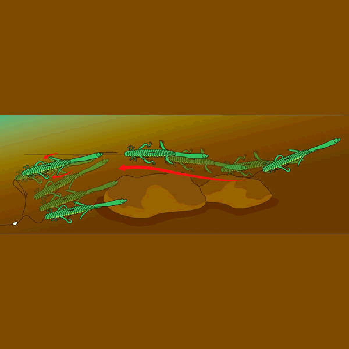 deps DEATHADDER LIZARD 8" (5 pce/pack) #22 GOLDEN SHINER