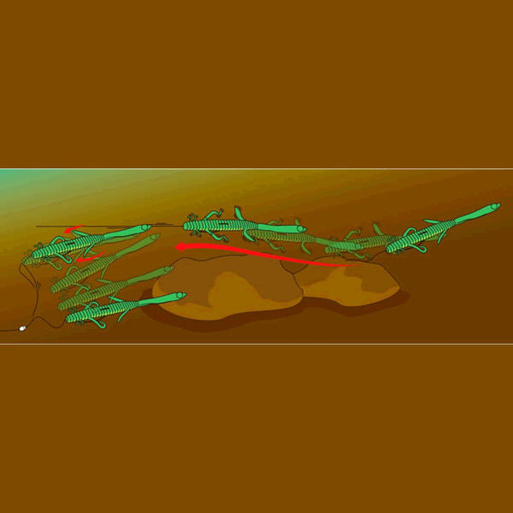 deps DEATHADDER LIZARD 8" (5 pce/pack) #22 GOLDEN SHINER