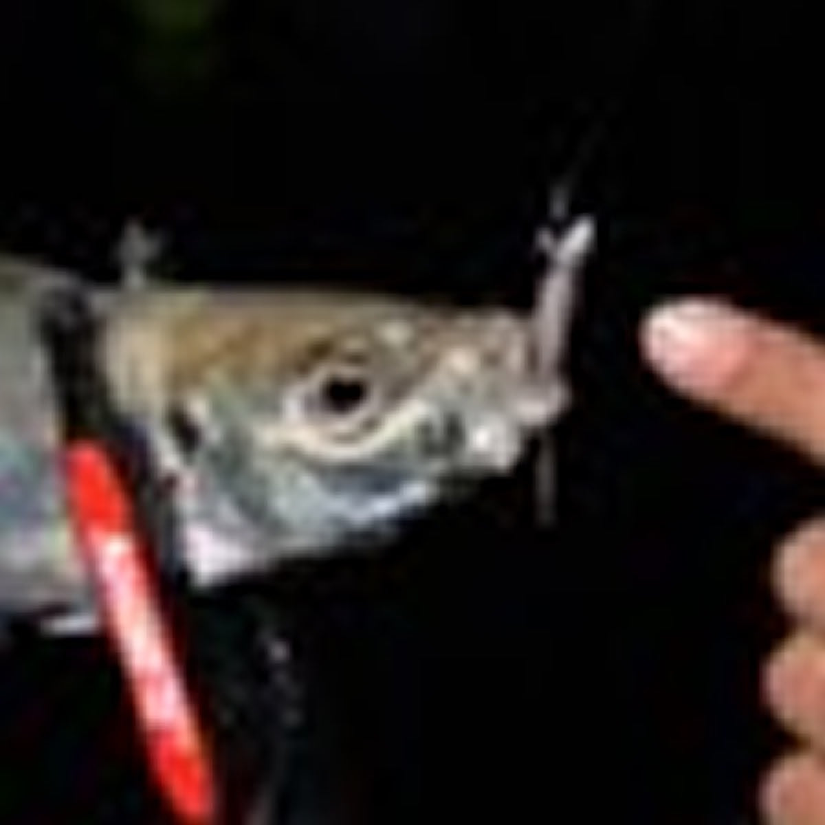 MAGBITE AJI KILLER JIGHEAD #8 - 0.6g (5pcs / Pack)