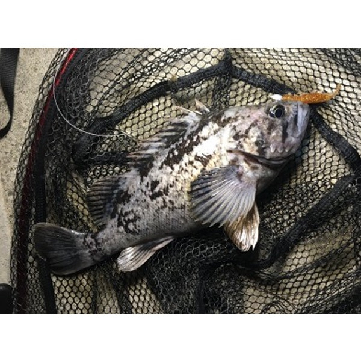 MAGBITE KURUKURU BLADING JIGHEAD #8 - 1.5g (2pcs / Pack)