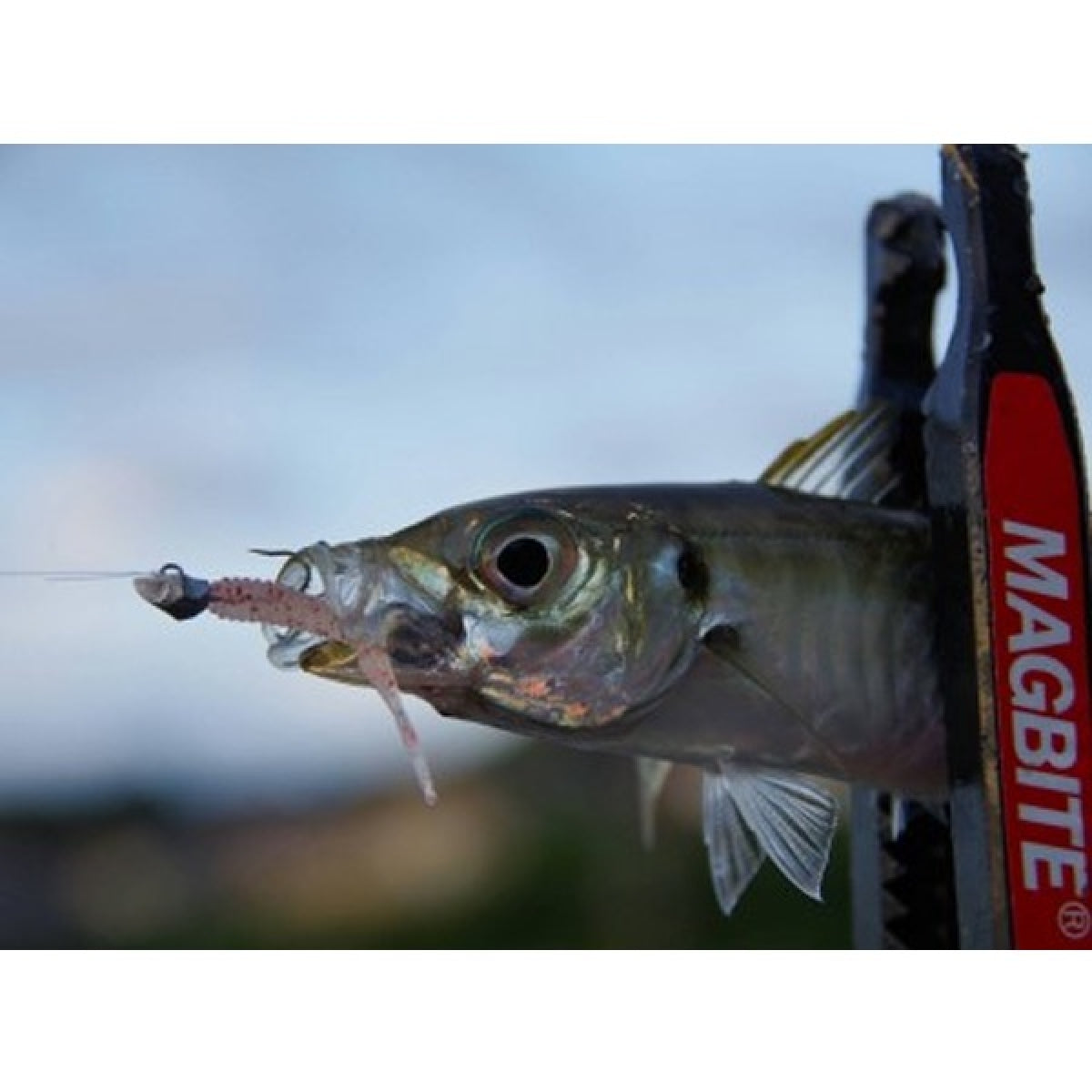 MAGBITE KOAKUMA JIGHEAD ValuePack 0.6g (20pcs / Pack)