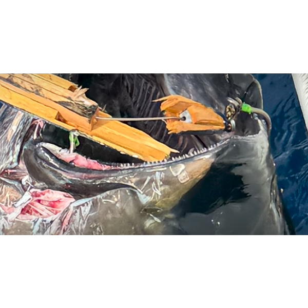OWNER OH S-163M BIG GAME SINGLE #17/0 (2 pcs/pack)