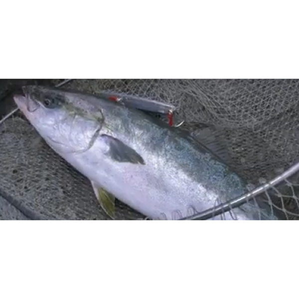 OWNER OH SJ-41TN JIGGING HOOK #11/0 (3 pcs/pack)