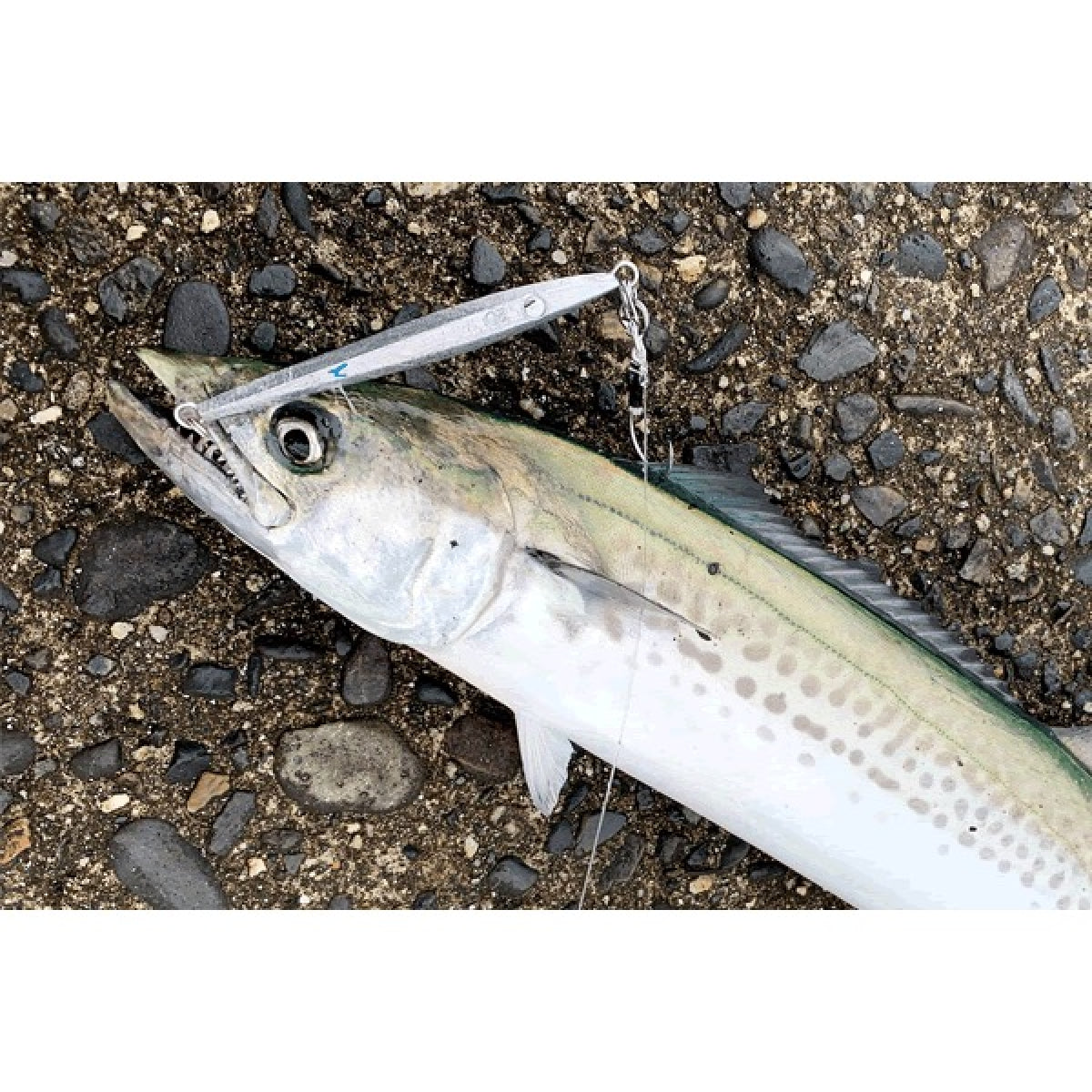 SHIMANO COLTSNIPER　SAGOSHI JIG 28g 106mm : 28g JW-L28T KYORIN BP