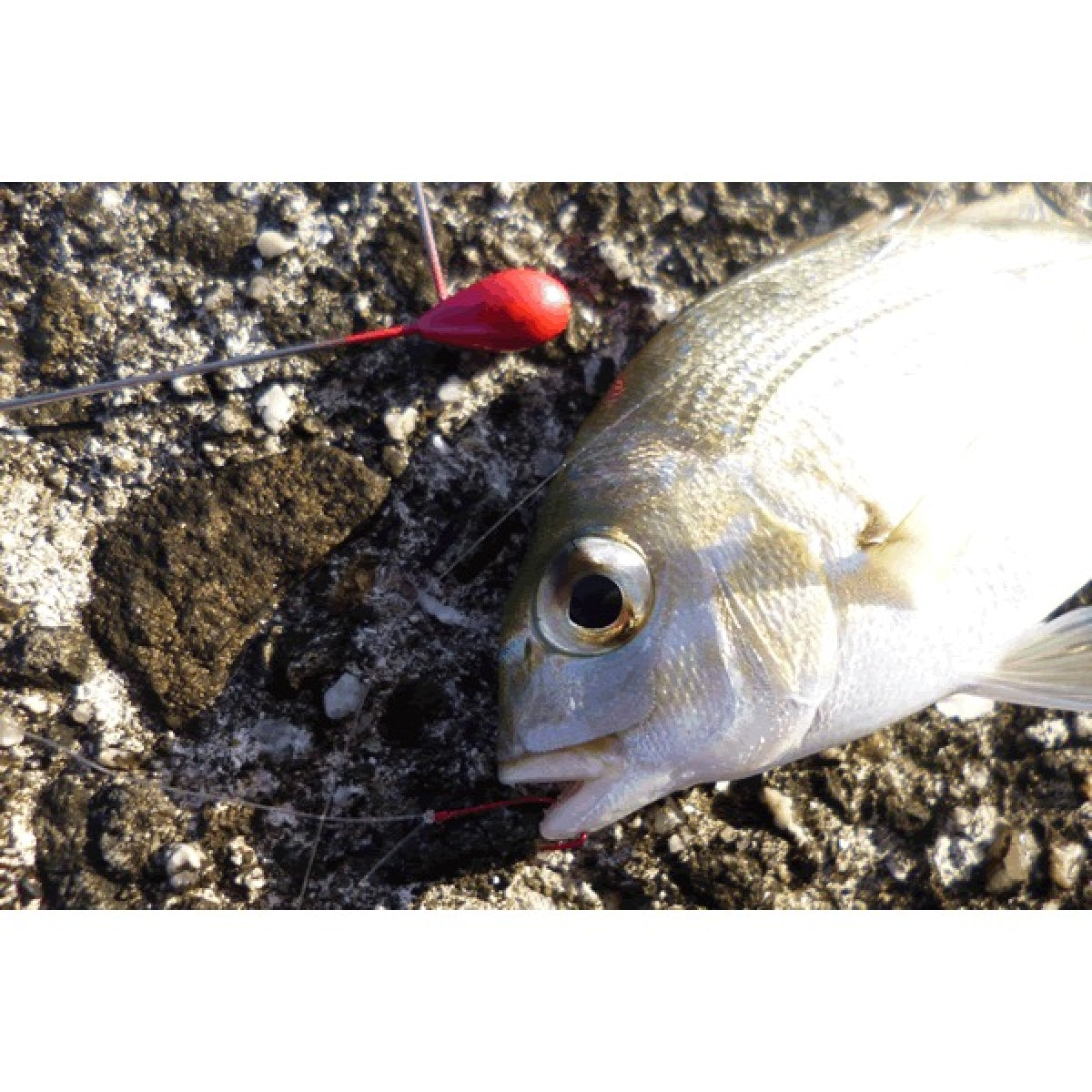 DECOY SHORE TEN 5g SG-21 (2 pcs/pack) RED