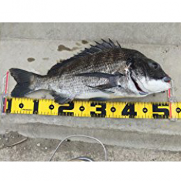 DAIICHISEIKO NOGISCALE 65 (90 x 80 x 30mm) Measurement : 650mm WHITE